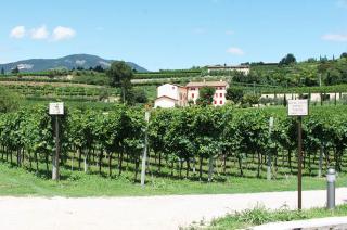Produzione vini della Valpolicella 