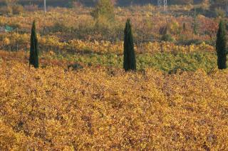 Produzione vini della Valpolicella classica: amarone, ripasso, recioto 
