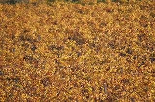 Produzione vini della Valpolicella classica: amarone, ripasso, recioto 